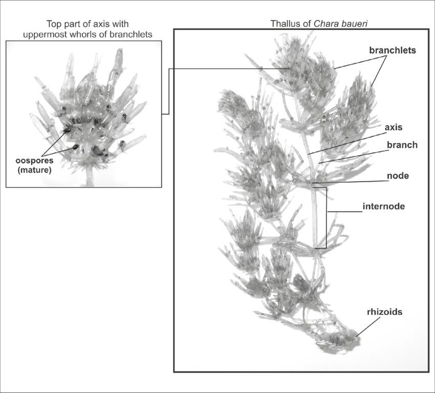 Morphological Features