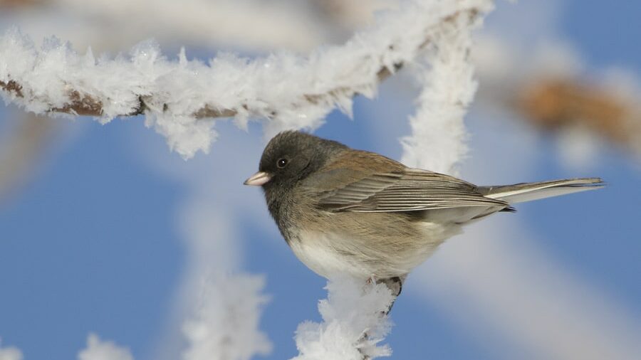 Winter’s Whispers of Sparrow Frost Black